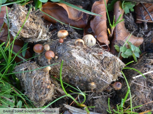 Deconica merdaria