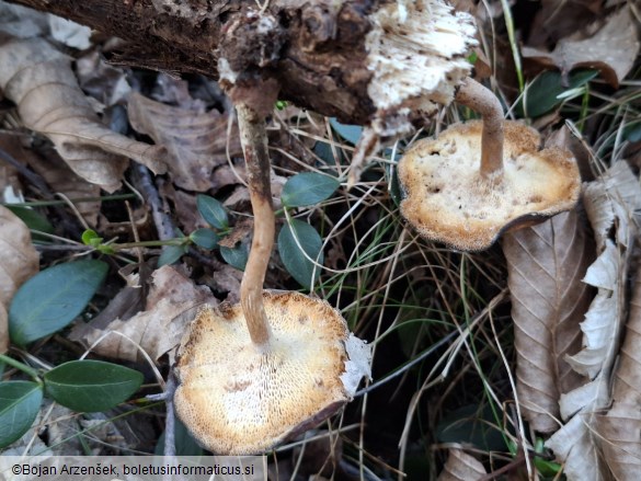 Lentinus brumalis
