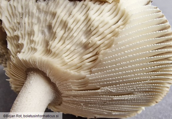 Amanita argentea