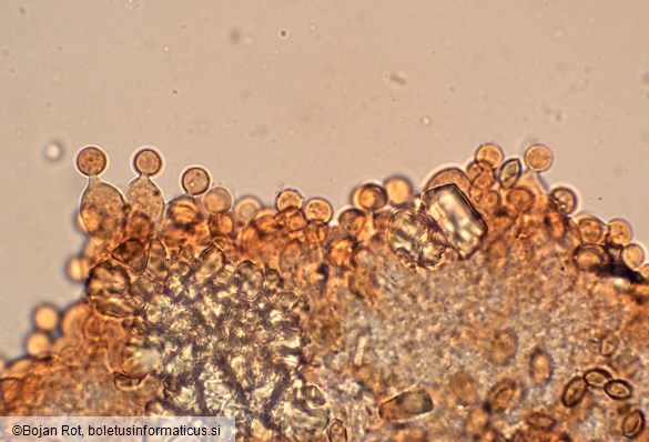 Conocybe dumetorum