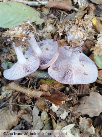 Lepista glaucocana