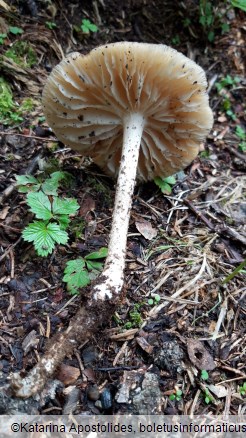 Hymenopellis radicata