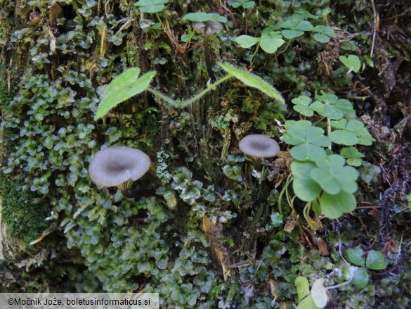 Arrhenia epichysium