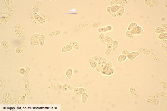 Arrhenia