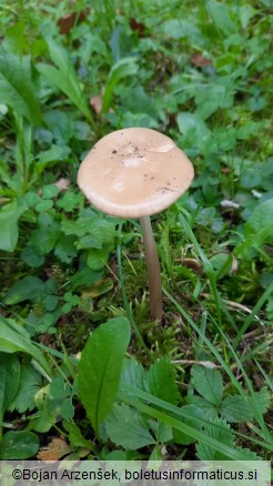 Hymenopellis radicata