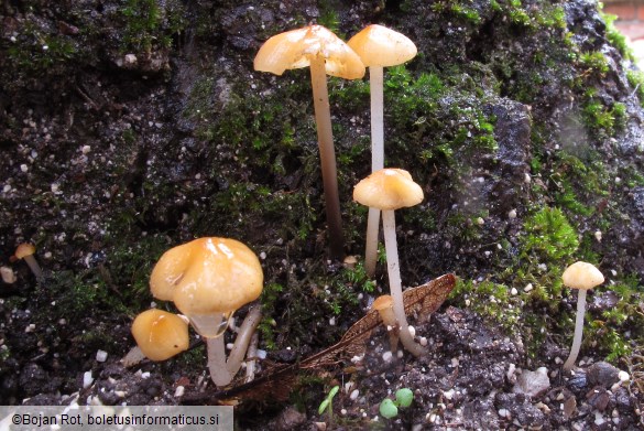 Atheniella leptophylla