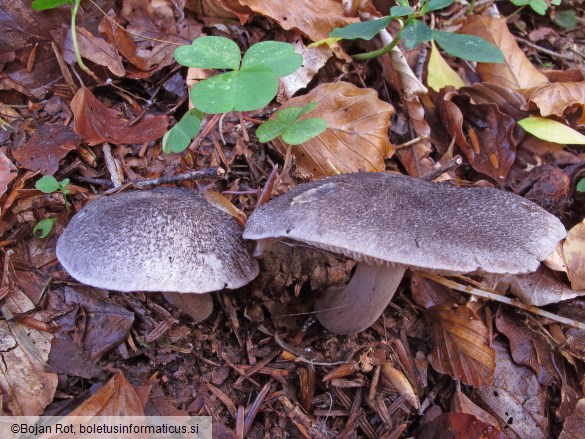 Tricholoma atrosquamosum