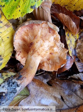 Paxillus cuprinus