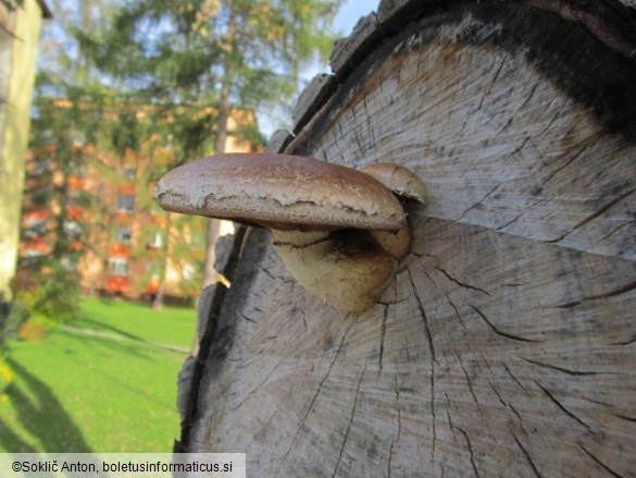 Pholiota populnea