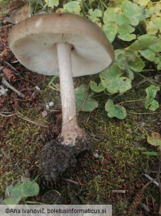 Pluteus cervinus