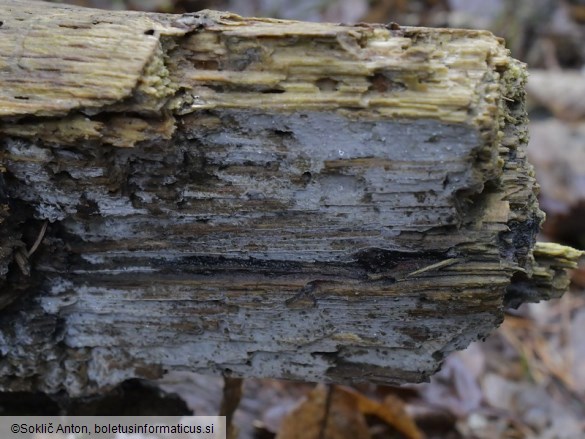 Botryobasidium candicans