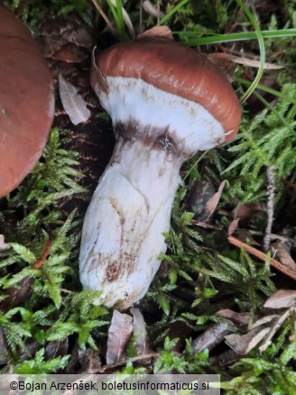 Suillus luteus