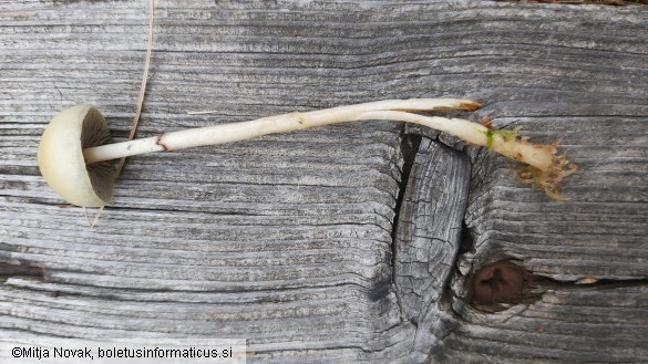 Protostropharia semiglobata