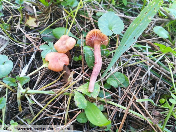 Laccaria laccata