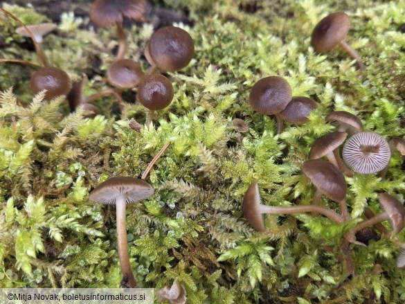 Mycena tintinnabulum