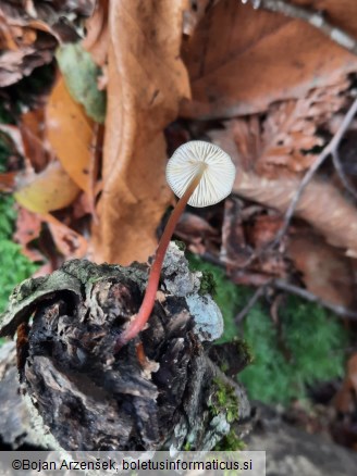 Mycena crocata