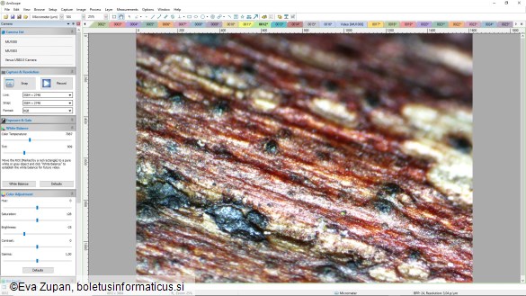 Cheirospora botryospora