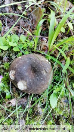 Russula nigricans