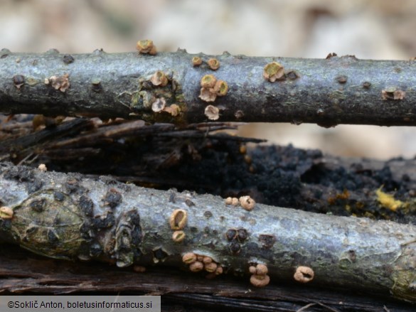 Velutarina rufo-olivacea