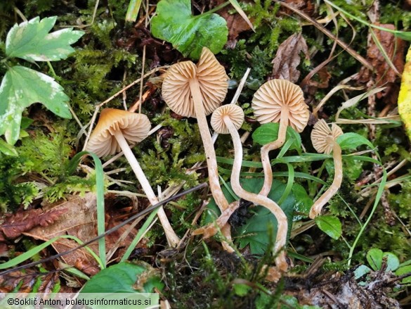 Galerina clavata