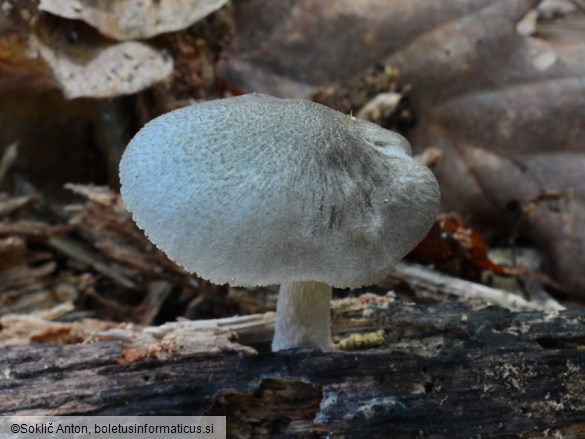 Pluteus salicinus