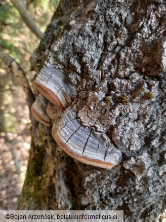 Inocutis rheades