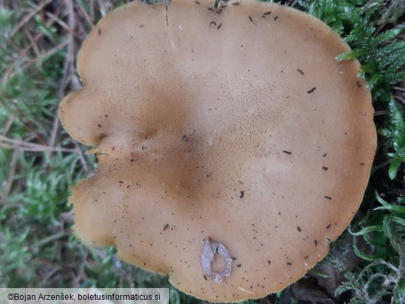 Tricholomopsis decora