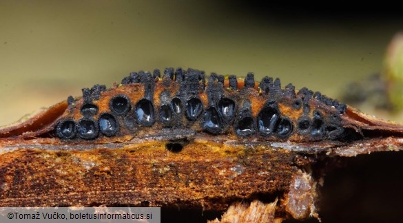 Sillia ferruginea