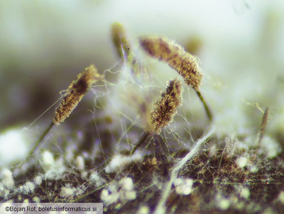 Cephalotrichum stemonitis