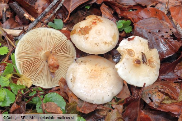 Pholiota lenta