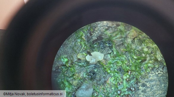 Tremella globispora
