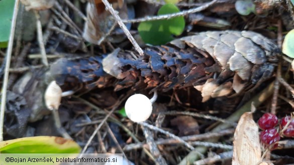 Baeospora myosura