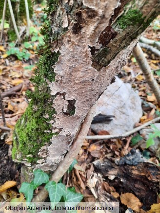 Stereum gausapatum