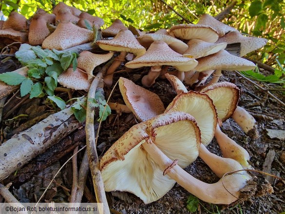 Leucoagaricus americanus