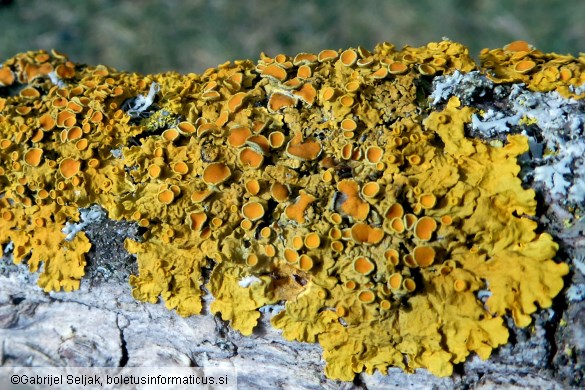 Xanthoria parietina
