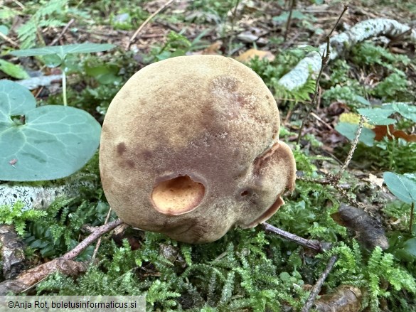 Xerocomus ferrugineus