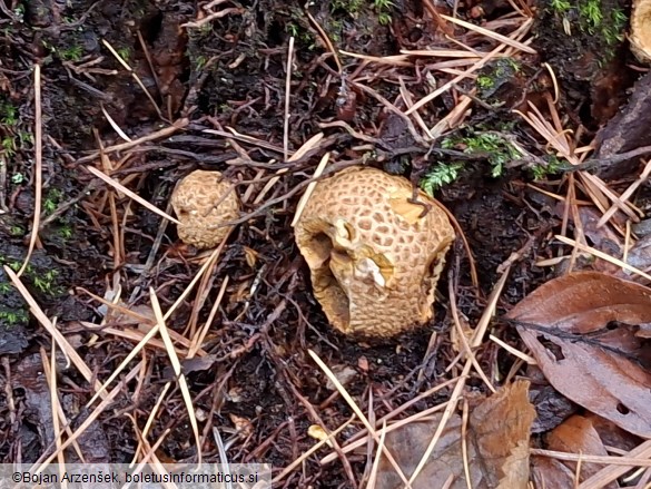 Scleroderma citrinum