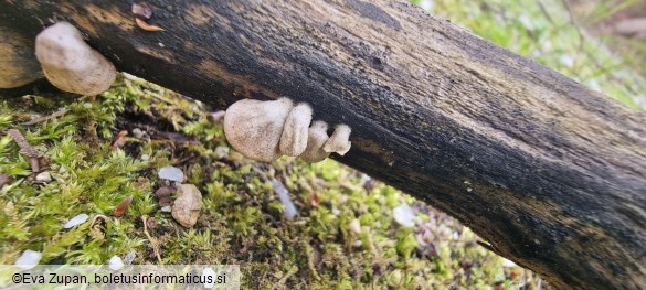 Schizophyllum amplum