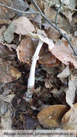 Amanita eliae