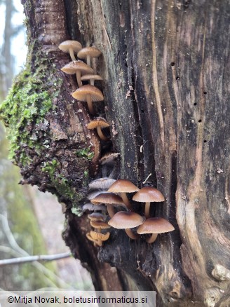 Mycena tintinnabulum