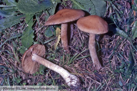 Cortinarius dilutus