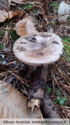 Amanita porphyria
