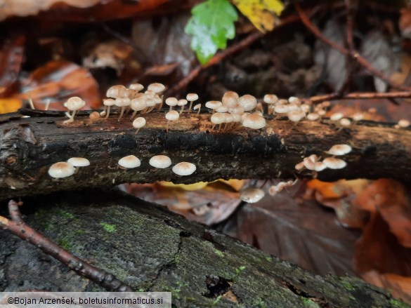 Collybiopsis ramealis