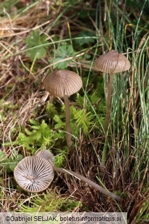 Mycena aetites
