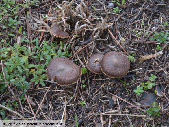 Inocybe rufuloides
