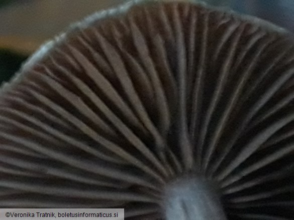Cortinarius flexipes