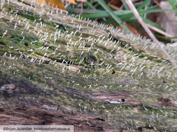 Multiclavula mucida