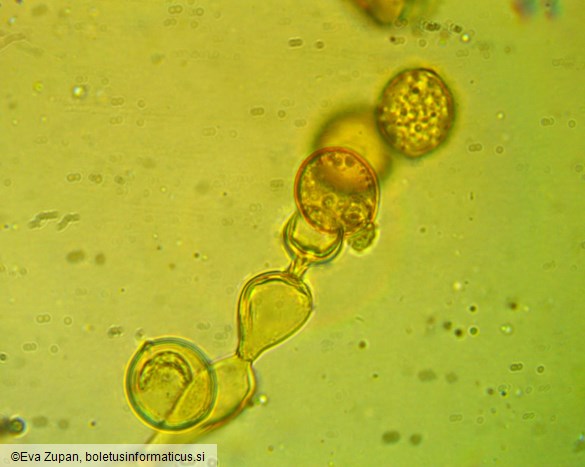 Botryobasidium simile