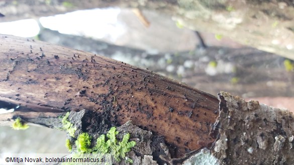 Glyphium elatum