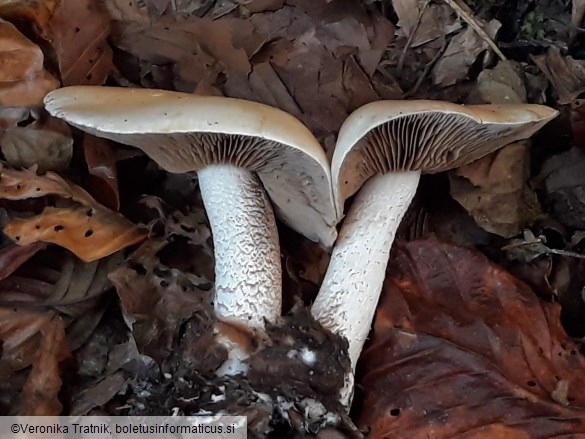 Hebeloma sinapizans